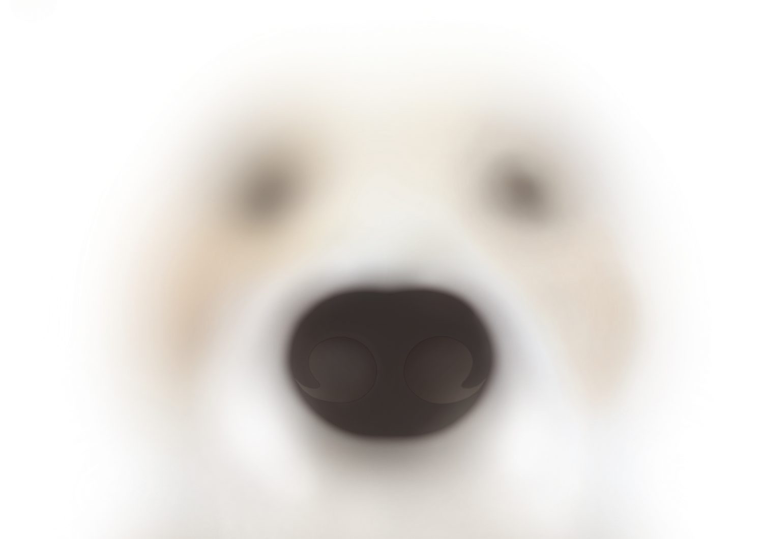 Doghere project thumbnail